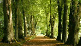 Une escapade dans la forêt de Cerisy